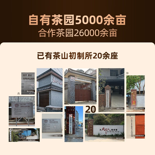老同志 茶叶 普洱茶熟茶 2022年特级品质茶 正品 散茶100g
