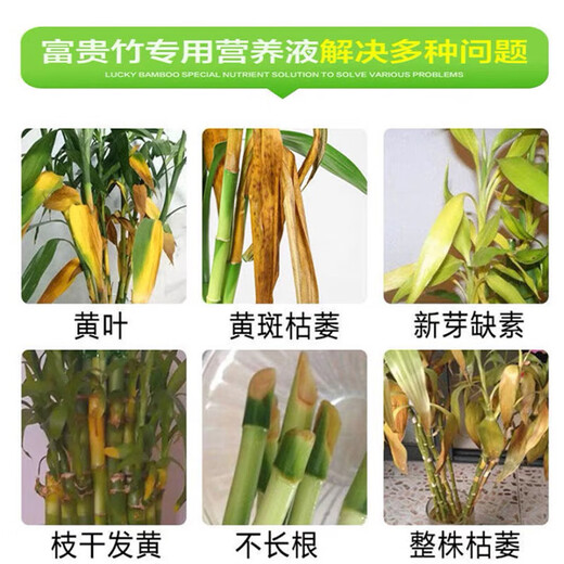 艾尚棵富贵竹营养液黄叶土培水养水培绿植物专用通的营养液花肥料怎么用 买2 送1【发3瓶】