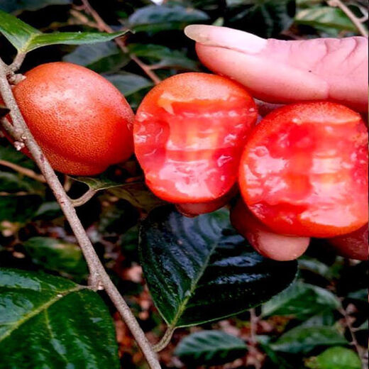 Goat milk fruit seeds are potted and planted in the ground and bear fruit in the current year. Goat milk fruit is winter-resistant and freeze-resistant and can be planted in all seasons in the north and south. Detian Goat milk fruit seeds are new varieties. 1 pack of selected seeds (about 50 seeds).
