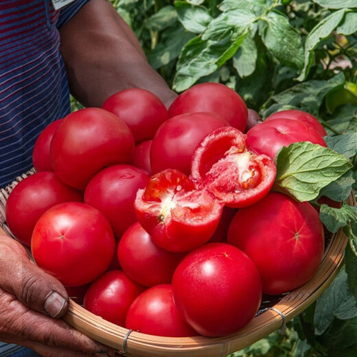 Provence Tomato Seeds Tomato Seeds Imported from the Netherlands, a good-tasting, high-yield sowing variety for all seasons Provence Tomato Seeds (new product) 500 capsules
