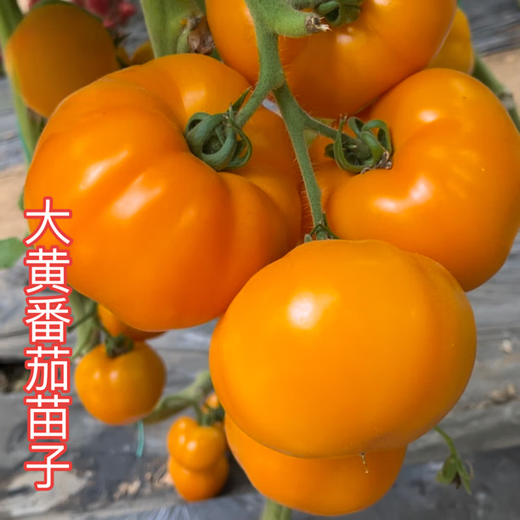 Xinning Tomato Seedlings Complete Collection Tomato Seedlings Black Tomato Hairy Powder Millennium Small Tomato Seedlings Balcony Small Yard Vegetable Plants Rhubarb Tomato Seedlings 24 Trees