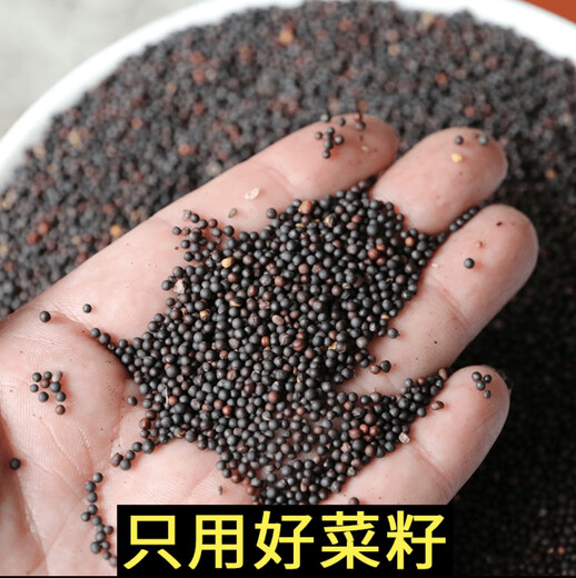 Rapeseed cake, rapeseed cake, withered rapeseed cake, fat rapeseed cake with dried flowers, fertilizer, organic fertilizer, growing vegetables, raising flowers, fishing and making nests. 5Jin Jin is equal to 0.5kg. Freshly pressed rapeseed cake, cake + powder
