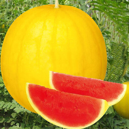 Dayu Yellow Heart Watermelon Seeds Complete Collection Early Maturity Yellow Skin Red Flesh Yellow Flesh Special Xiaofeng Watermelon Seeds Southern Fruit Futian Jinlinglong Watermelon Seeds 30 Simple Packs