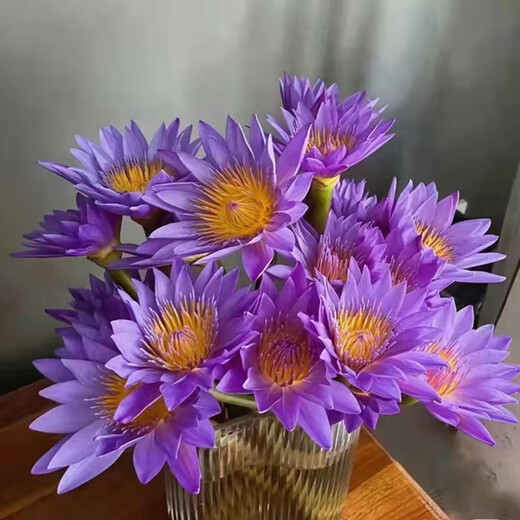 Water lily special price fresh flowers Guangzhou straight hair with buds indoor hydroponics niche fairy fluttering Chinese Valentine's Day gift 10 random color water lilies