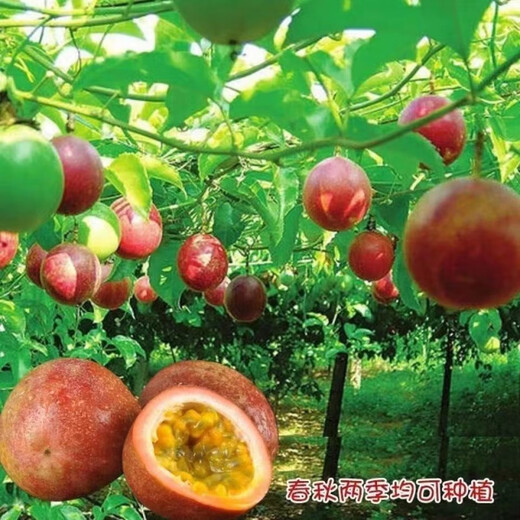 Passion fruit seeds are sown in all seasons, special fruit seeds, eggs, yellow hearts, courtyard balcony potted plants, large fruits, sweet fragrance, three packages (about 100 pieces) Fruit-Passion Fruit