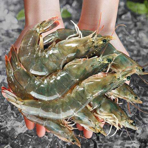 青岛大虾特大号生鲜活速冻海虾青岛大虾海鲜冷冻海捕对虾白虾 18-22cm海捕虾王（整盒3斤）