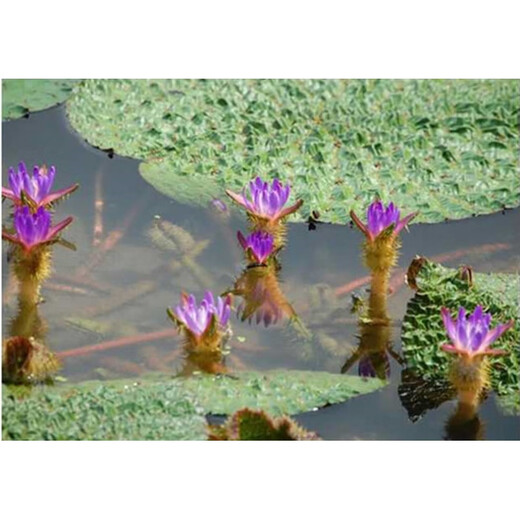 Chicken head rice seeds, gorgon seeds, aquatic plants, green plants, chicken head rice seeds, wild spiny lotus seeds, one Jin Jin is equal to 0.5 kilograms, thorny gorgon seeds, bare roots without soil