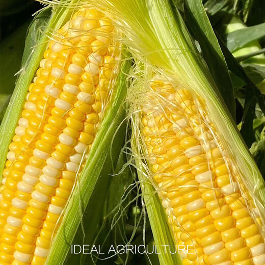 Ldeal ideal agriculture fruit sweet corn seeds field non-GMO high-yielding sweet and crisp corn seeds that can be eaten raw