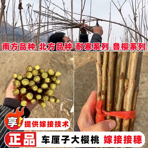 Qiuying cherry large cherry grafted branches Meizaoshawang Russian No. 8 scion rocket Red cherry ear buds Russian No. 8 cherry 5 branches 40cm (inclusive)-50cm (inclusive)