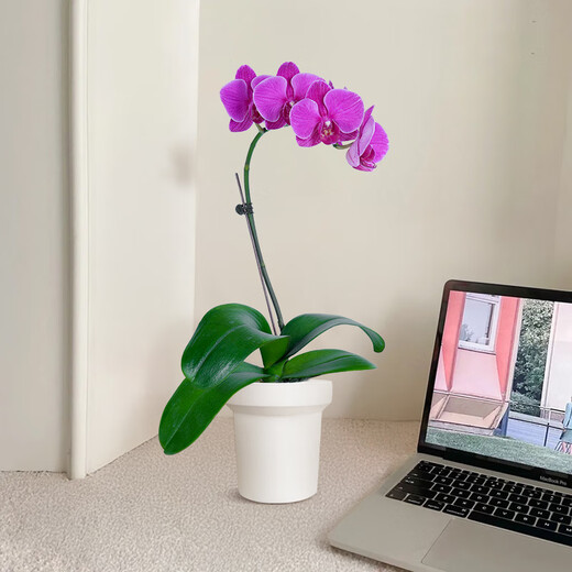 Aiyoushang Phalaenopsis with buds potted autumn and winter orchid seedlings New Year's Eve flowers four seasons flowers and plants purple six indoor source straight hair