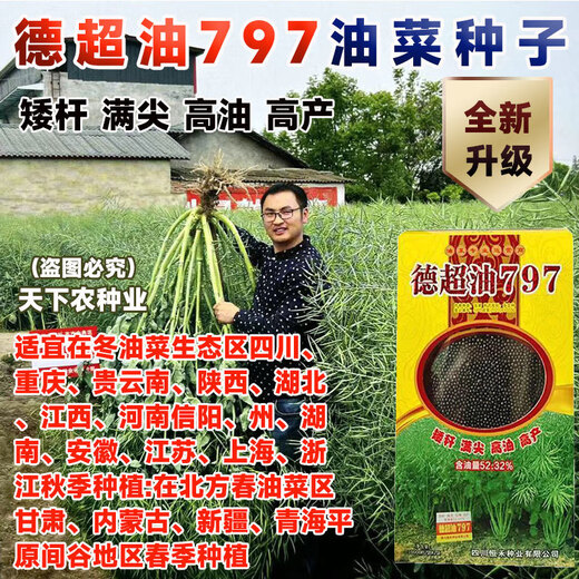 Stable-yielding short-stem Dechao Oil 797 hybrid stable-yielding rapeseed short-stem cold-resistant and lodging-resistant early-maturing oil with strong fragrance short-stem high-oil hybrid Dechao Oil 797 20,000 grains/