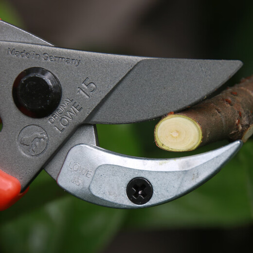 Importierte Obstbaum-Schnittschere 14107 Gartenbeschnitten 15107 High-End-Gartenschere 15107 Griff leicht dünn empfohlene Palmen etwas kleiner