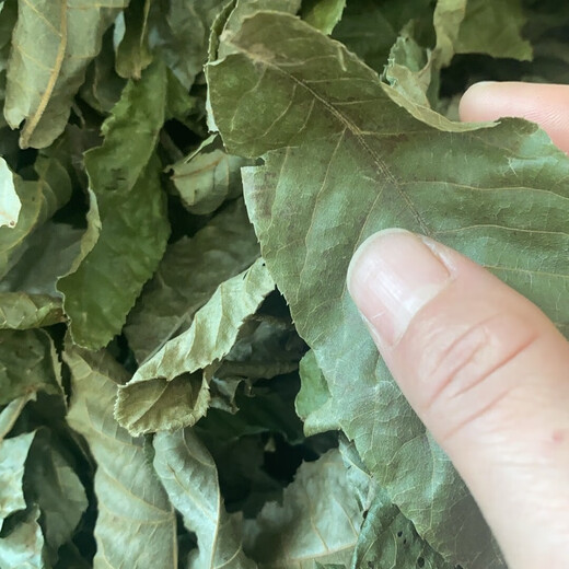 江西修水正宗野生青钱柳原叶茶清钱柳金钱柳茶中草药材养生茶 500年野生青钱柳原叶500克 500年正宗野生青钱柳原叶茶
