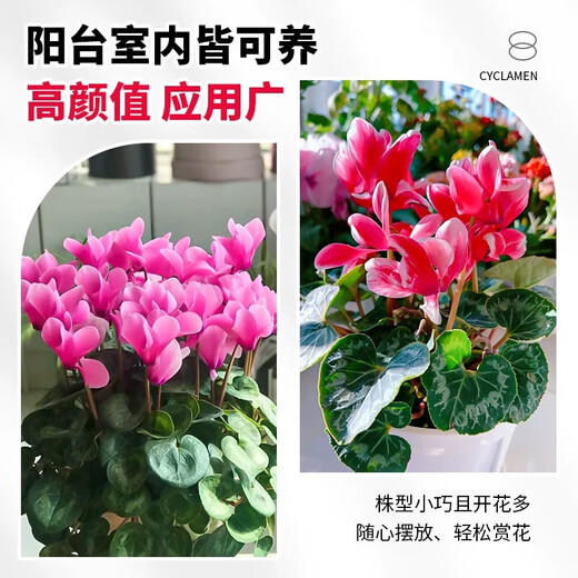 Cyclamen potted plant with flowers extra large rabbit flower plant indoor double Phalaenopsis blooms in all seasons, good for raising seedlings, high-quality original pot, big flower, good luck, Cyclamen (full bloom)