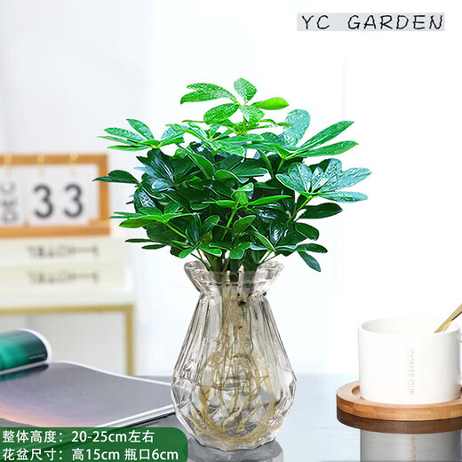 Bafang Laicai duck foot wood indoor living room office easy to maintain hydroponics water absorption basin lazy potted green plants flowers evergreen Bafang Laicai 2 pieces does not include pots