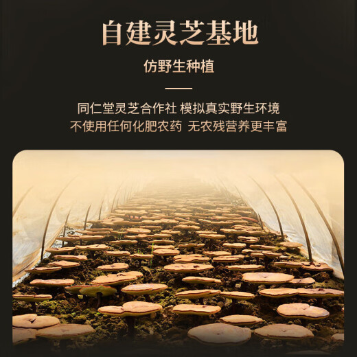 同仁堂北京同仁堂灵芝孢子粉中老年滋补端午礼盒送父母礼盒
