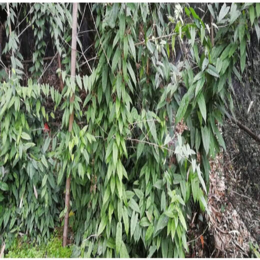 Jin Guolan seed bulbs, small bulbs for ground gall seeds, Jin Guolan seedlings, seeds, wild provenances, one Jin Jin for a large bulb is equal to 0.5 kg (about 40-60 bulbs), bare root without soil