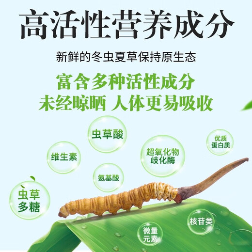 [Tíbet Cabello liso] Auténtico primero Cordyceps frescos 2025 Cordyceps frescos de alta altitud seleccionados SF Cold Chain 0.6-0.7G/Root 100 Roots