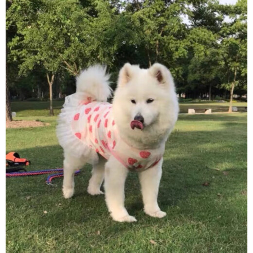 宠物大狗衣服中大型犬透气防掉毛防晒网纱萨摩金毛夏季薄款背心裙 爱心小兔(不退不换) 110码(胸围9756-70斤左右)