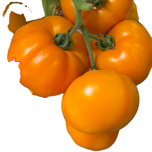 Xinning Tomato Seedlings Complete Collection Tomato Seedlings Black Tomato Hairy Pink Millennium Small Tomato Seedlings Balcony Small Yard Vegetable Seeds Red Dwarf Tomato Seedlings 12 Trees