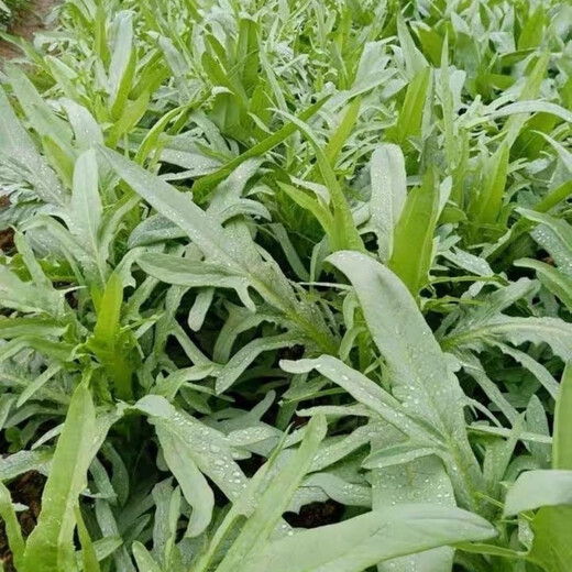 Flower sprouts, sweet wheat seeds, mosaic and leaves, bitter wheat seeds, sweet and crisp taste, high yield, four-season farm vegetable garden vegetable seeds, bitter wheat seeds (about 700 pieces) 1 pack
