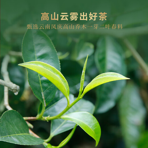 中茶茶叶礼盒红茶特级滇红中茶凤鸣75周年纪念大叶种工夫红茶礼盒200g
