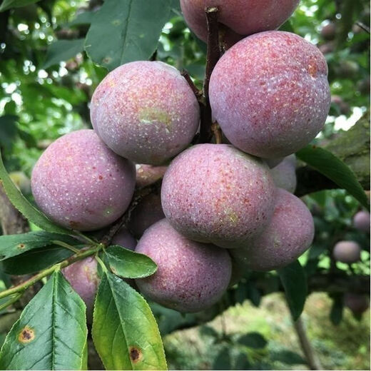 Bee Sugar Plum Fruit Seeds, Cold-resistant New Variety Mixed Color Large Plums Potted Ground Planting in the North and South, Perennial Bee Sugar Plum Fruit Seeds, 5 packs, about 25 capsules