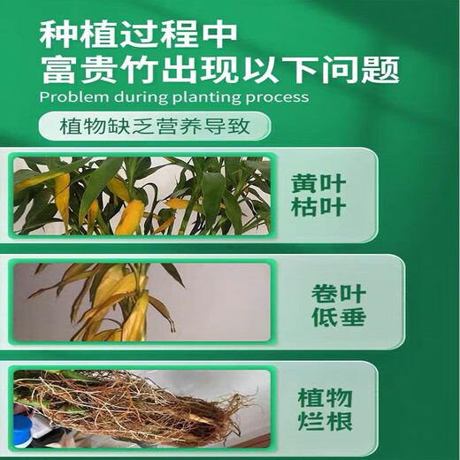 艾尚棵富贵竹营养液黄叶土培水养水培绿植物专用通的营养液花肥料怎么用 买2 送1【发3瓶】