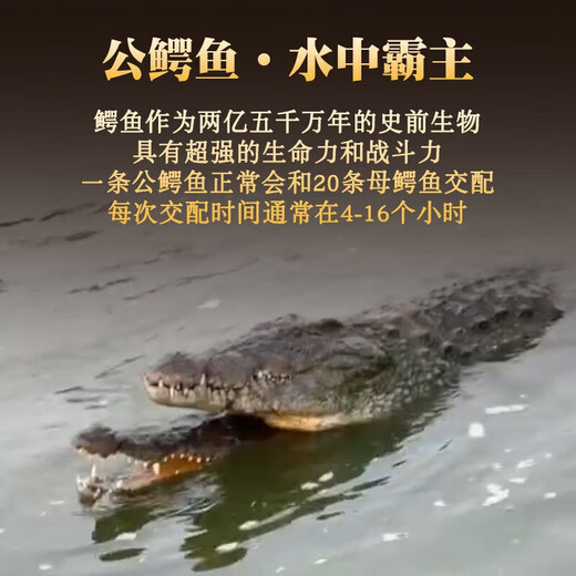 Crocodile and Crocodile Whip Whip Whip Whip Whip Whip Whip Whip Whip Whip Whip Whip Whip Whip Whip Whip Whip Whip Whip Whip Whip Whip Whip Whip Whip Whip Whip Whip Whip Whip Whip Whip Whip Whip Whip Whip Whip Whip Whip Whip Whip Whip Whip Whip Whip Whip Whip Whip Whip Whip Whip Whip Whip Whip Whip Whip Whip Whip Whip Whip Whip Whip Whip Whip Whip Whip Whip Whip Whip Whip Whip Whip Whip Whip Whip Whip Whip Whip Whip Whip Whip W