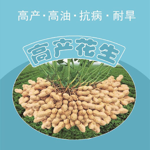 Peanut seed original seed Academy of Agricultural Sciences new variety high-yielding peanut seed 1,000 Jin Jin equals 0.5 kg Wang National Suitable Flower Breeding 60 Large Fruit 1,000 Jin Jin equals 0.5 kg King Peanut Original Seed with Shell 1500g
