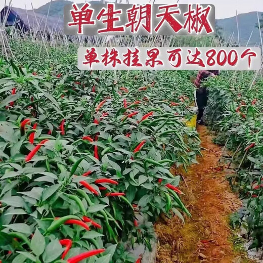 First-generation hybrid large-fruit Chaotian pepper seeds, super spicy and high-yielding pepper padi seeds for field use, single pepper seeds, original 3 packs with rooting powder included.