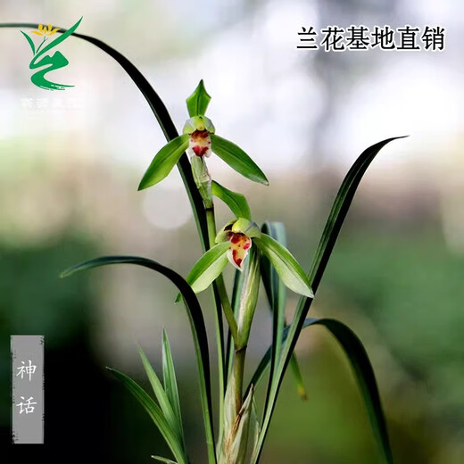 Wengyuan Orchid, Spring Orchid, Myth Thin Leaf Grass, Flower Tongue Colorful Flowers, Fresnel Buds, Strong Fragrance Green Plant Potted Plant, Myth 3 Seedlings, Large Strong Seedlings, Simple Pot Hair