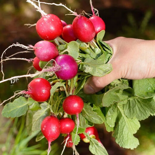 Four seasons popular radish seeds, radish seeds, balcony four-season potted vegetable seeds, red cherry radish seeds, 1 pack, about 300 pieces