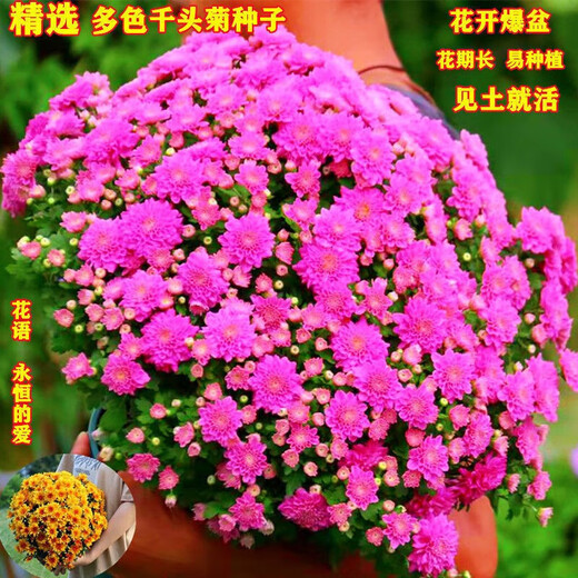 垣栀千头菊四季菊花种子重瓣菊花种子阳台庭院盆栽易活花草花卉种子 紫红千头菊 花园款728粒+肥料+壮芽粉