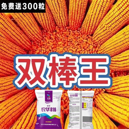 National review of dwarf corn seeds, twins, drought-resistant, lodging-resistant, new varieties from the Academy of Agricultural Sciences, Nonghua 816, 4200 grains + 300 grains, Nonghua 816, 4500 grains, twin varieties