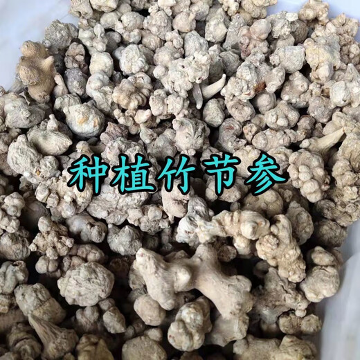 Beijing Tongrentang Bambú salvaje Ginseng Bambú Pintura de montaña Bambú Siete Bambú Panax Notoginseng Arhat Panax Notoginseng Medicina de hierbas chinas Bai San Wild Bamboo Ginseng 50G