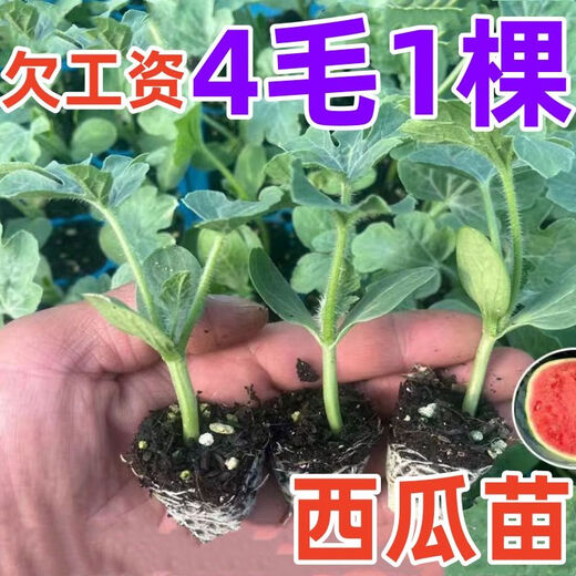 High-yielding watermelon seedlings 8424 Rock Sugar Kirin Melon Sweet King Large Watermelon Seedlings Southern Balcony Potted Small Watermelon Seedlings High Quality 8424 Watermelon Seedlings Carefully Selected 10 Plants, Lots of Fruit + Fertilizer