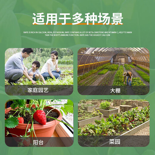 Huawoli Cream Red Strawberry Seeds 1000 + Green Gardener Flower Pot Vegetable Pot Rectangular with Tray