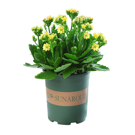 Kalanchoe potted plant with double large flowers and buds is a flower plant that blooms indoors in all seasons and is easy to grow. 12. Golden Fox (with buds) comes with fertilizer and contains a gallon pot.