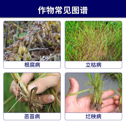 Syngenta Wingselect Cui Ying Jing Jiaxing, Fructus Nitrile Bright Shield Root Rot Bakaneum Disease Seed Coating Agent 10ml* Bag