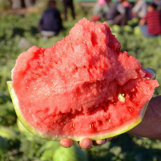 Syngenta super sweet gift watermelon seeds MiTong watermelon seeds super crack-resistant seedless watermelon seeds MoTong watermelon seeds 200 original