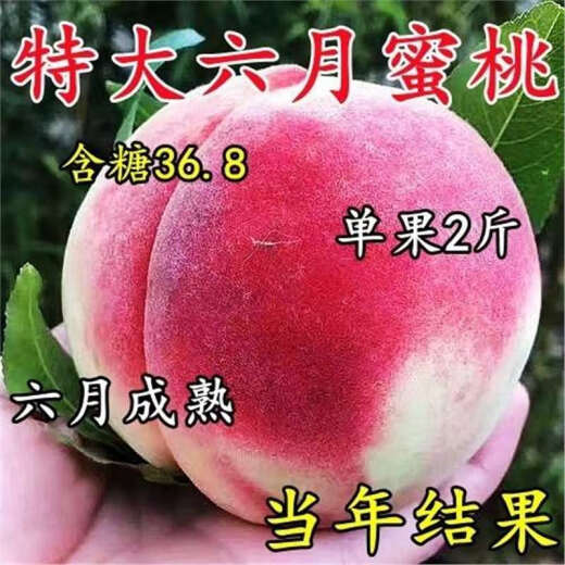 Junhao NUEVA VARIEDAD DEL PEQUETO INGRETADO PIENTURAS DE MONTRA TARDETAS MATRADAS MATRADAS TARDE CON RESISTENCIA RESISTENCIA RESISTANTE RED HEACH RETLINGS de durazno dando frutos en el norte y sur ese año [recomendado 679 plántulas] Dos en 4 años de Invierno Peach No. 3 Sweet Peach King