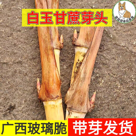 Asarum Guangxi Muge White Jade Sugar Cane Seeds Authentic Glass Crisp Seedlings Straight Hair From the Origin and Shipped with Buds 9 Roots