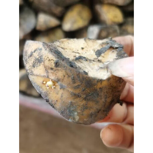 Authentic Qiuying Dutch fifteen-year-old potatoes with yellow hearts and yellow skins, first-generation potatoes and potato seeds, germinated and shipped whole, cut into pieces 2500g, well cut into pieces, medium fruit, well cut into pieces