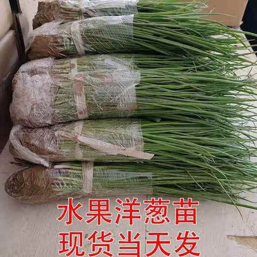 Fruit onion seedlings, authentic purple-skinned onion seedlings with roots, two-red oblate red onion seedlings, purple-skinned onion seedlings, 100 pieces, authentic