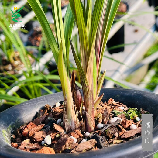 Wengyuan Orchid Lotus Petal Orchid Fulinmen Thin-Leaf Red Orchid Potted Fragrant Orchid Fulinmen 2 Seedlings Random High-end Purple Clay Pot Plants