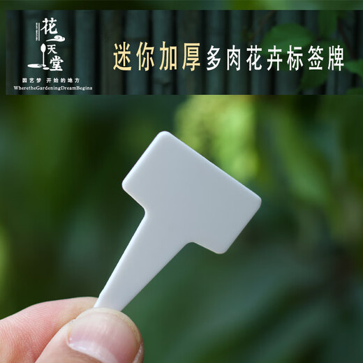 透明多肉标签插牌T型园艺工具植物花卉种植播种育苗塑料标记识牌 大号白50片 宽5.8高9.7cm