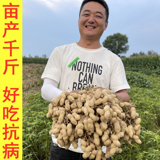 Peanut seed original seed Academy of Agricultural Sciences new variety high-yielding peanut seed 1,000 Jin Jin equals 0.5 kg Wang National Suitable Flower Breeding 60 Large Fruit 1,000 Jin Jin equals 0.5 kg King Peanut Original Seed with Shell 1500g