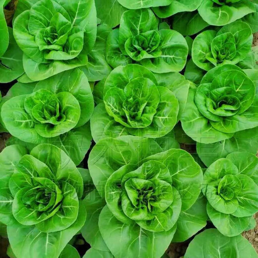 New Snow White Milk Fragrant Cabbage Seeds Baiyu No. 2 Xiangtan Dwarf Cabbage Seeds Potted Field Vegetables Original Factory Packaging Approximately 1532 capsules 1 bag