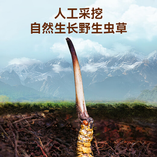 雷允上野生冬虫夏草4根/g 20g约80根西藏那曲父亲节礼盒高端送领导